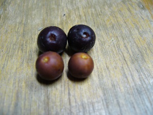 Semances Celtis occidentalis et Celtis tenuifolia